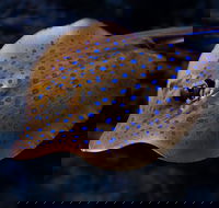 Cairns Aquarium Tour by Twilight with Drink and Appetiser - Pubs Perth