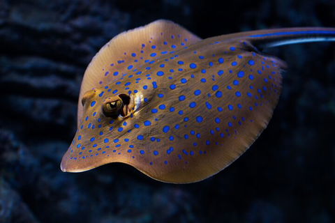Cairns Aquarium Tour By Twilight With Drink And Appetiser - Pubs Perth 0