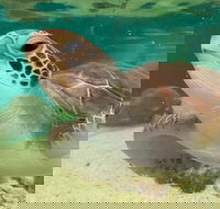 Cairns Aquarium Marine Life Encounter Ticket with 2-Course Lunch - Pubs Perth