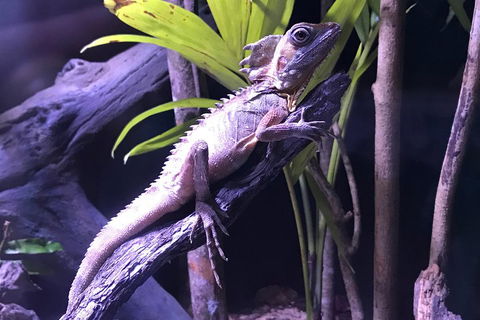 Cairns Aquarium Admission Ticket - Pubs Perth 0