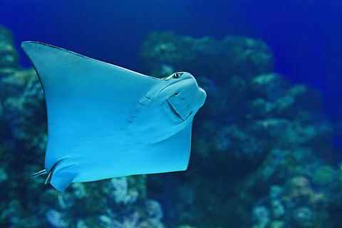 Cairns Aquarium Admission Ticket - Pubs Perth 2