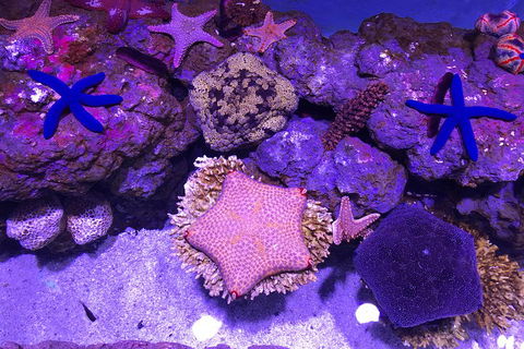 Cairns Aquarium Admission Ticket - Pubs Perth 5