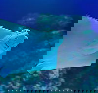 Cairns Aquarium Family Ticket - Pubs Perth
