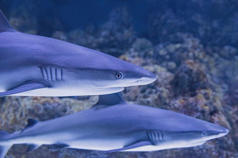 Cairns Aquarium Dive With The Sharks - Pubs Perth 1