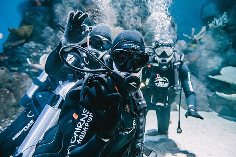 Cairns Aquarium Dive With The Sharks - Pubs Perth 3