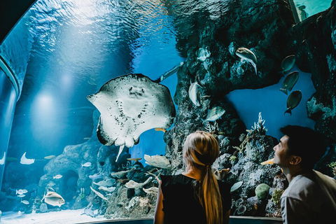 Cairns Aquarium Dive With The Sharks - Pubs Perth 4