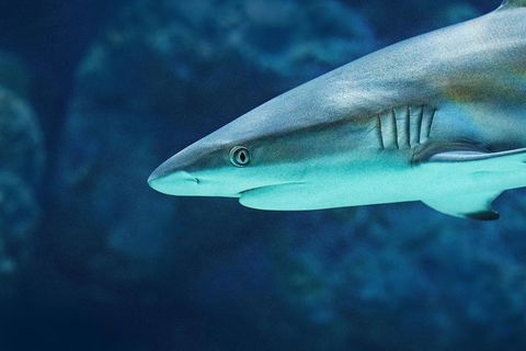Cairns Aquarium Dive With The Sharks - Pubs Perth 5