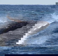 Whale Watching by Sea World Cruises - Pubs Perth