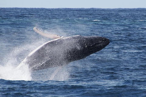 Whale Watching By Sea World Cruises - Pubs Perth 0