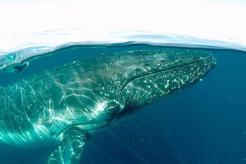 Whale Watching By Sea World Cruises - Pubs Perth 2