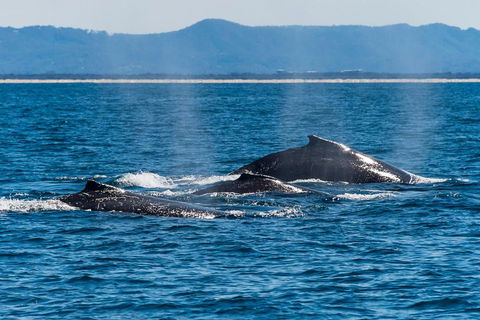 Whale Watching By Sea World Cruises - Pubs Perth 4