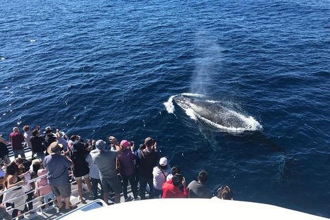 Whale Watching By Sea World Cruises - Pubs Perth 5