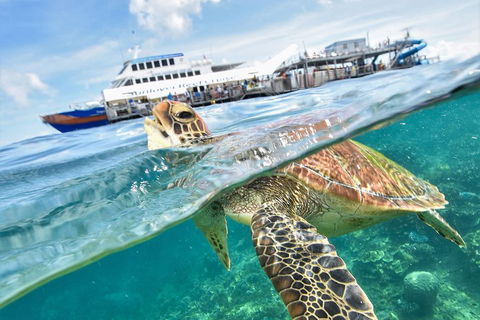 Outer Reef Pontoon Experience From Cairns - Pubs Perth 5