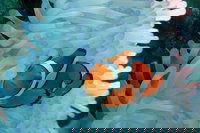 Seastar Luxury Outer Great Barrier Reef Island and Reef Tour from Cairns