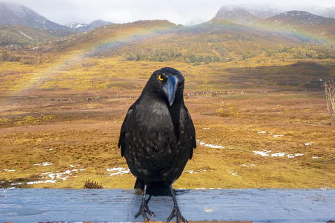 Cradle Mountain Park Explorer Guided Tour - Pubs Perth 2