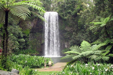 Private Daintree And Cape Tribulation Tour From Port Douglas - Pubs Perth 0