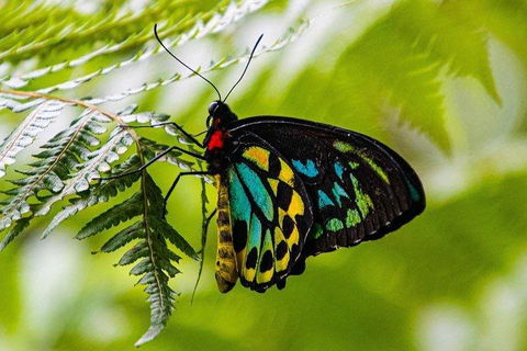 Private Daintree And Cape Tribulation Tour From Port Douglas - Pubs Perth 2