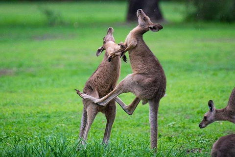 Private Daintree And Cape Tribulation Tour From Port Douglas - Pubs Perth 4