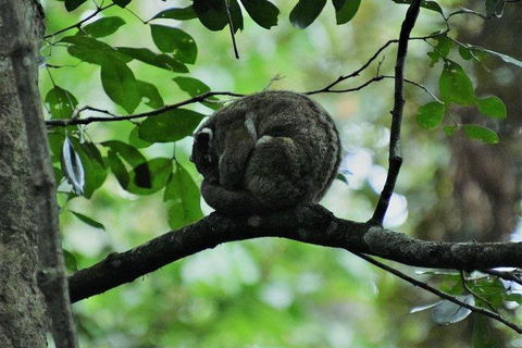 Private Daintree And Cape Tribulation Tour From Port Douglas - Pubs Perth 5