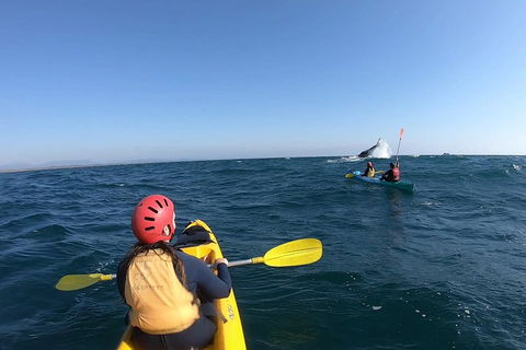 Kayaking With Dolphins In Byron Bay Guided Tour - Pubs Perth 3