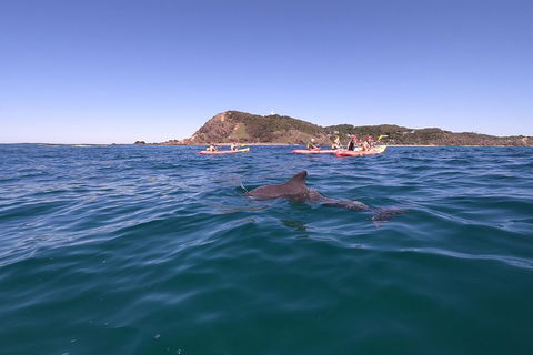 Kayaking With Dolphins In Byron Bay Guided Tour - Pubs Perth 5