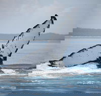Hervey Bay Whale Watching Cruise - Pubs Perth