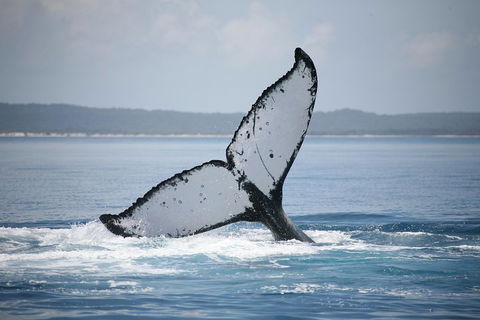 Hervey Bay Whale Watching Cruise - Pubs Perth 0