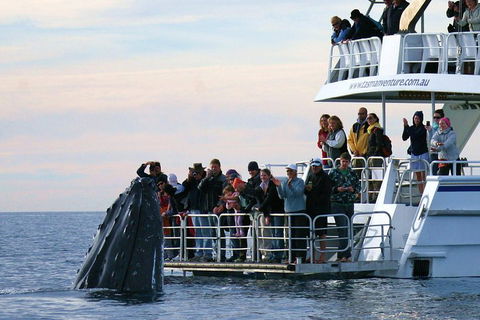 Hervey Bay Whale Watching Cruise - Pubs Perth 1