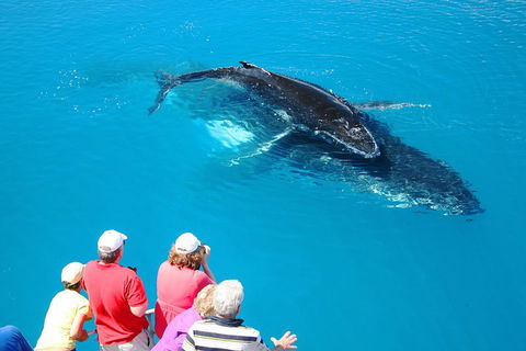 Hervey Bay Whale Watching Cruise - Pubs Perth 2