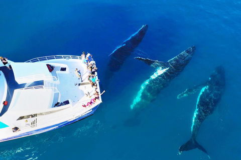 Hervey Bay Whale Watching Cruise - Pubs Perth 3