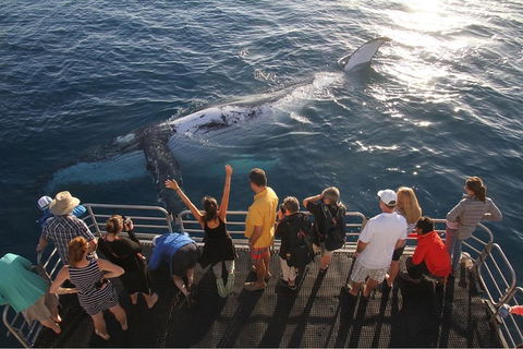 Hervey Bay Whale Watching Cruise - Pubs Perth 4