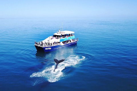 Hervey Bay Whale Watching Cruise - Pubs Perth 5
