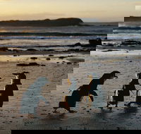 Phillip Island Penguin Parade Day Trip with Koala Conservation Reserve Visit - Pubs Perth