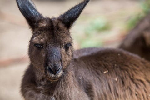 Australian Wildlife Tour At Melbourne Zoo Ticket - Pubs Perth 0