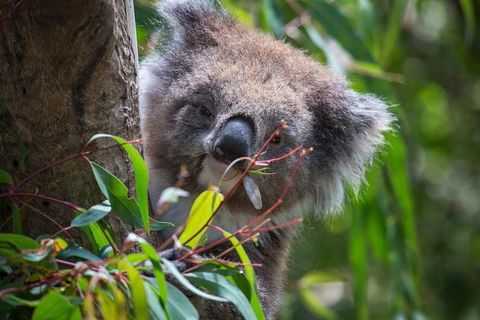 Australian Wildlife Tour At Melbourne Zoo Ticket - Pubs Perth 1