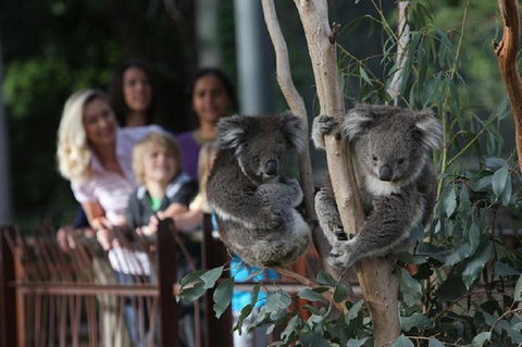 Australian Wildlife Tour At Melbourne Zoo Ticket - Pubs Perth 2