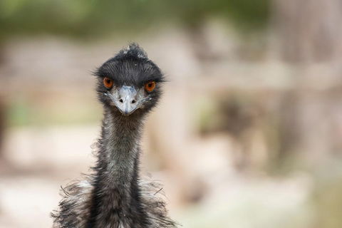 Australian Wildlife Tour At Melbourne Zoo Ticket - Pubs Perth 3