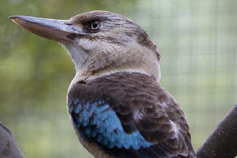 Australian Wildlife Tour At Melbourne Zoo Ticket - Pubs Perth 4