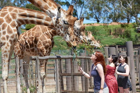 Slumber Safari At Werribee Open Range Zoo - Pubs Perth 3