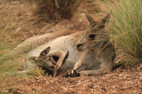 Werribee Open Range Zoo General Admission Ticket - Pubs Perth 3