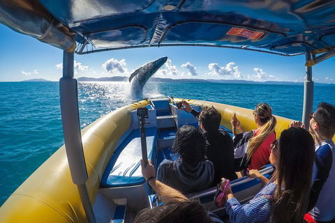 Ocean Rafting Tour To Whitehaven Beach, Hill Inlet Lookout & Top Snorkel Spots - Pubs Perth 4