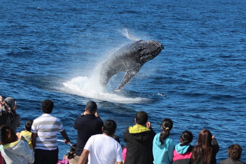 Tangalooma Island Resort Whale Watching Day Cruise - Pubs Perth 0