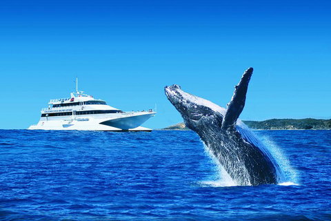 Tangalooma Island Resort Whale Watching Day Cruise - Pubs Perth 1