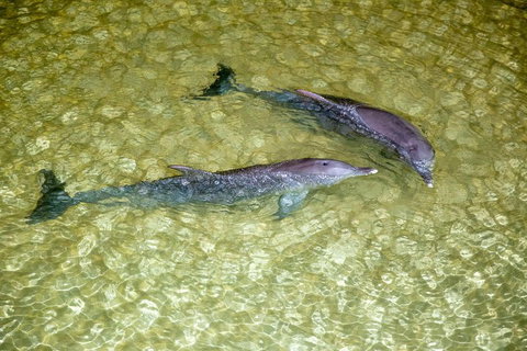 Tangalooma Island Resort Whale Watching Day Cruise With Dolphin Viewing - Pubs Perth 0