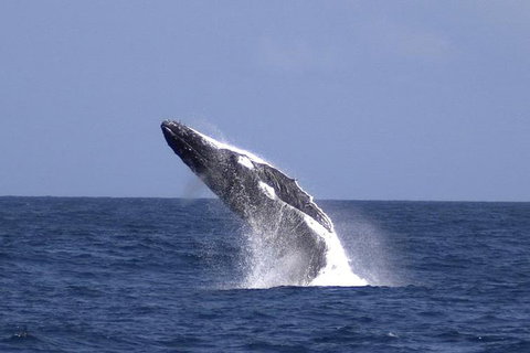 Tangalooma Island Resort Whale Watching Day Cruise With Dolphin Viewing - Pubs Perth 4