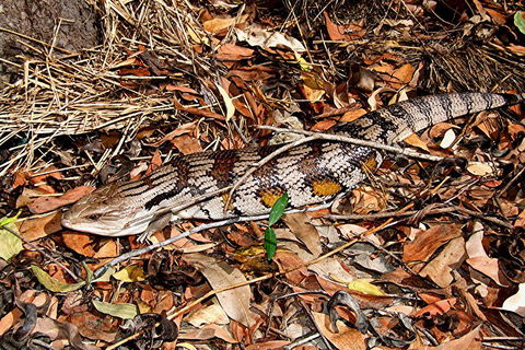 Hartley's Crocodile Adventures General Entry Ticket - Pubs Perth 5