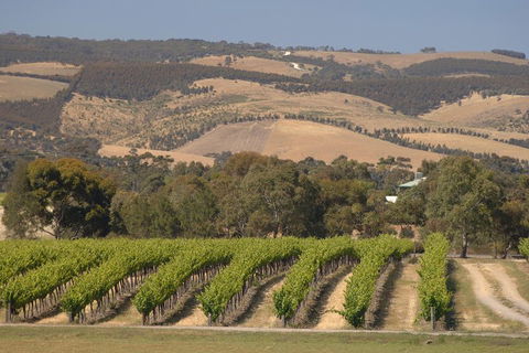 McLaren Vale And Glenelg Wine Tasting And Sightseeing (Half-day Afternoon) - Pubs Perth 2
