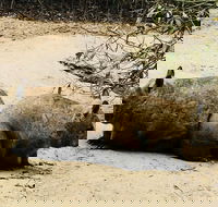 Phillip Island Penguin Parade Brighton Bathing Boxes and Wildlife Park Tour - Pubs Perth
