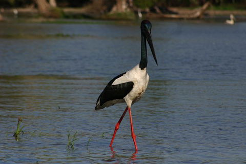 Litchfield And Jumping Crocodiles Full Day Trip From Darwin - Pubs Perth 1