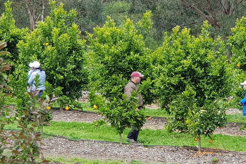 Dandenong Ranges And Rayners Orchard Tour From Melbourne - Pubs Perth 2